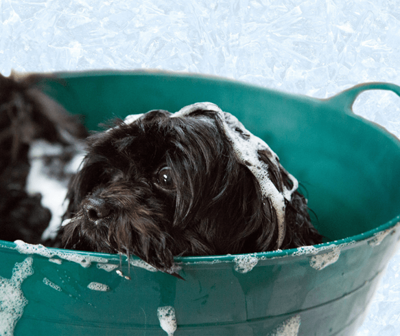 How to set up a dog grooming company